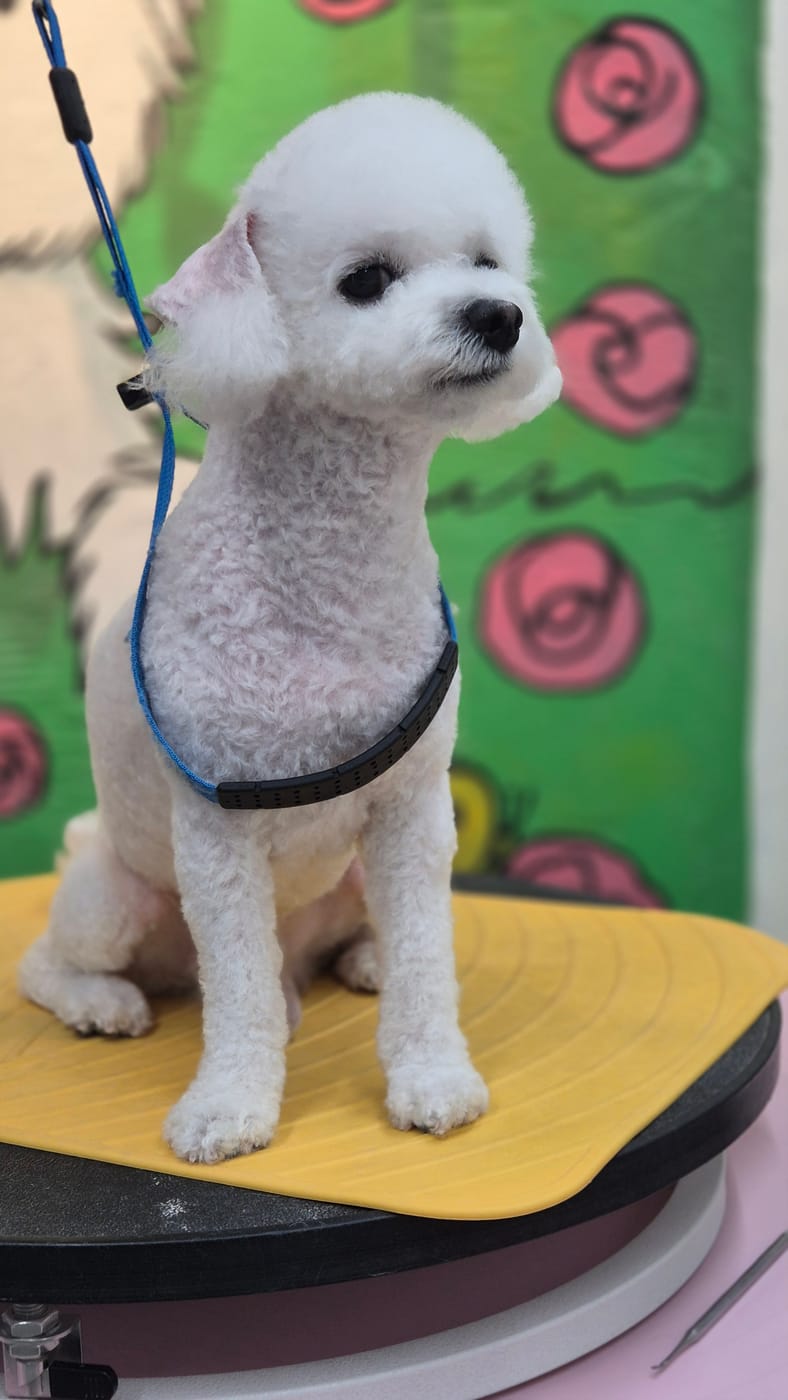 기계컷으로 깔끔하게 정리한 푸들