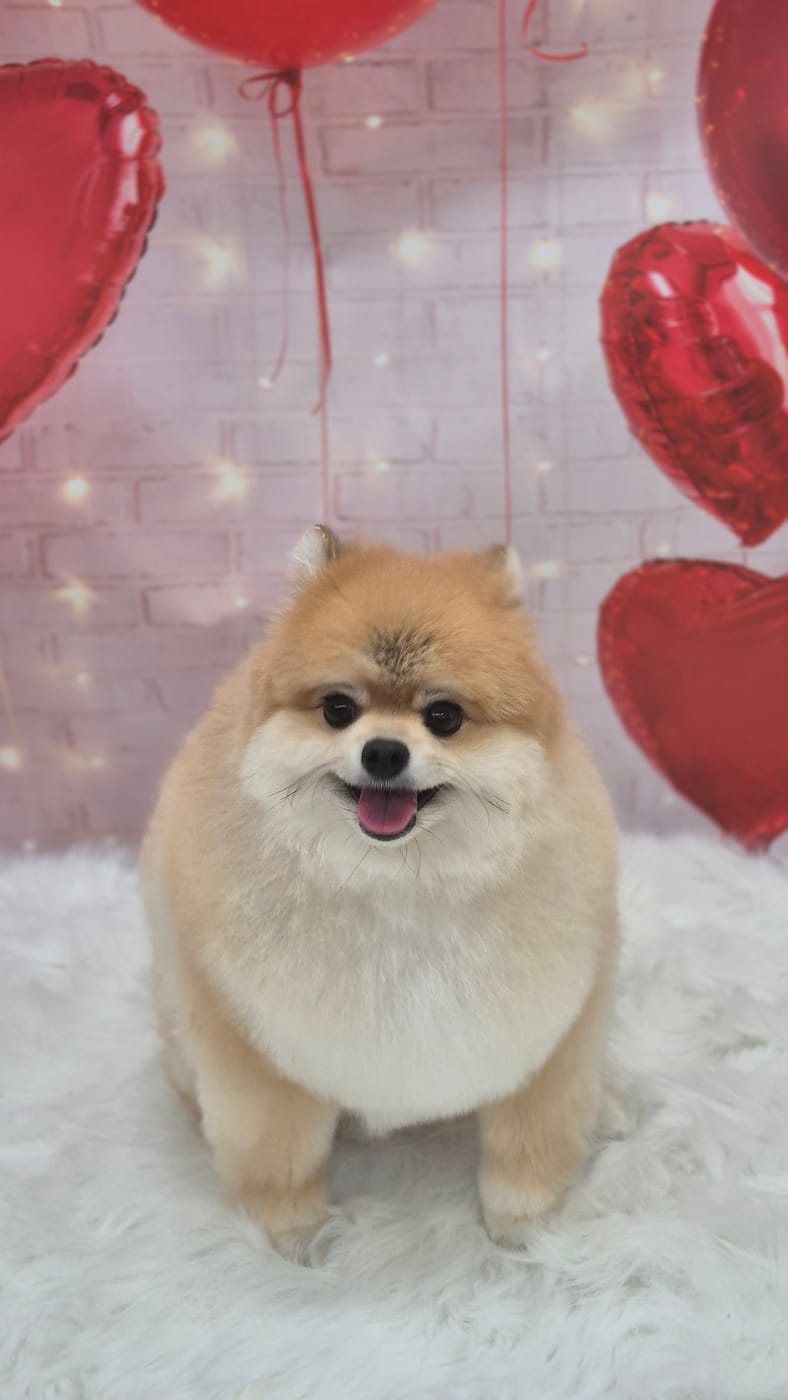 곰돌이컷 포메라니안