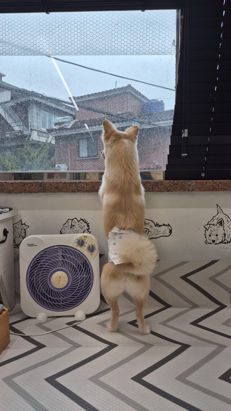 창밖을 구경하는 강아지
