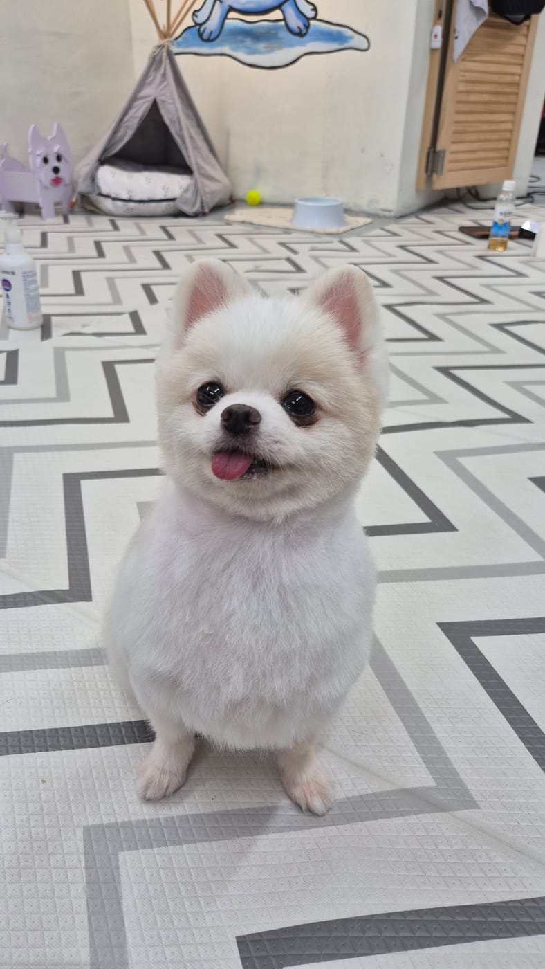 화이트 포메라니안 가위컷