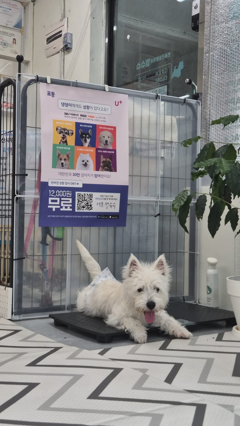 매장 안에서 편히 누운 웨스티
